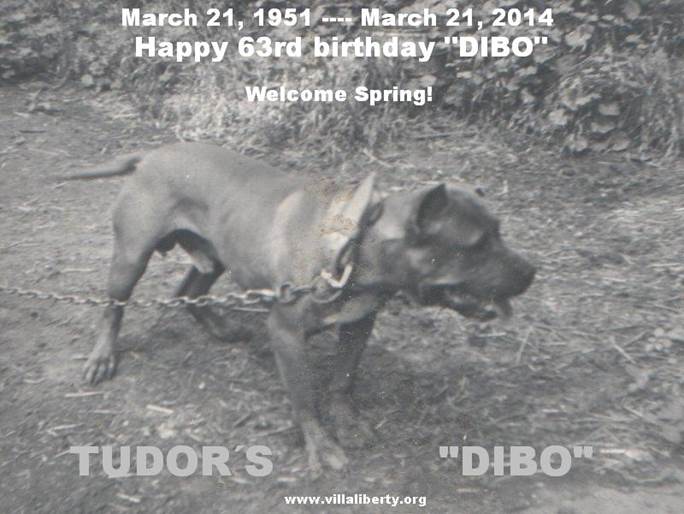 Tudors Dibo.