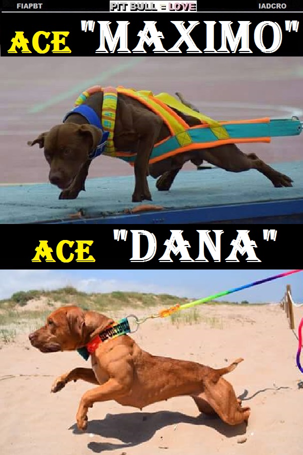 Z ACE MAXIMO Y ACE DANA